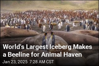 World&#39;s Largest Iceberg Makes a Beeline for Animal Haven