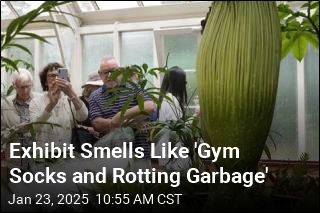 Plug Your Nose, a Corpse Flower Is Blooming