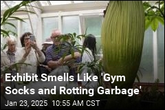 Plug Your Nose, a Corpse Flower Is Blooming