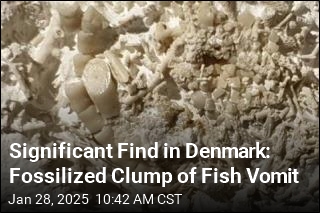 Vomit Fossil Joins List of Denmark&#39;s Natural Treasures