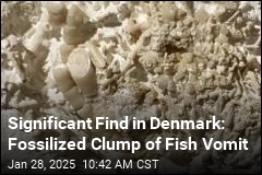 Vomit Fossil Joins List of Denmark&#39;s Natural Treasures