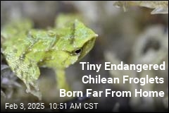 Tiny Endangered Chilean Froglets Born in London