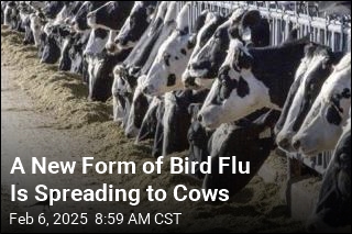 2nd Form of Bird Flu Spreads to Cows