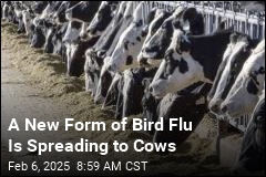 2nd Form of Bird Flu Spreads to Cows