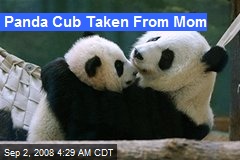 Panda Cub Taken From Mom