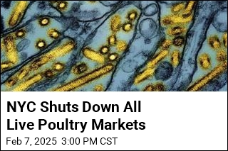 NYC Shuts Down All Live Poultry Markets