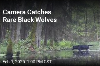 Rare Black Wolves Filmed in Polish Forest