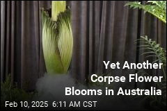 Corpse Flowers Are Blooming Like Mad in Australia