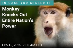 Monkey Knocks Out Entire Nation&#39;s Power