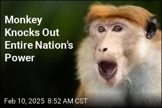 Monkey Knocks Out Entire Nation&#39;s Power