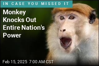 Monkey Knocks Out Entire Nation&#39;s Power