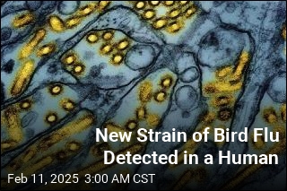 New Strain of Bird Flu Detected in a Human