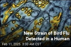 New Strain of Bird Flu Detected in a Human