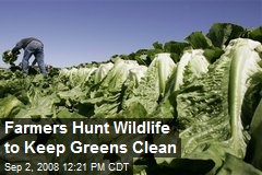 Farmers Hunt Wildlife to Keep Greens Clean