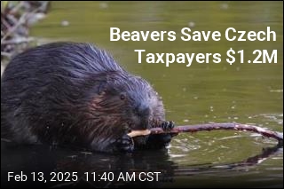 Beavers Save Czech Taxpayers $1.2M