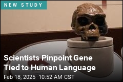 Scientists Pinpoint Gene Tied to Human Language