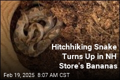 Venomous Snake Turns Up in NH Store&#39;s Bananas