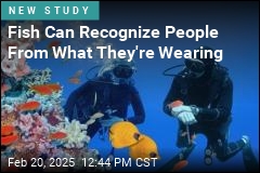 Fish Can Tell People Apart From Their Outfits