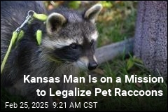 Raccoons as Pets? If One Kansas Man Has His Way, Yes