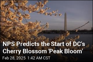 Here&#39;s When DC&#39;s Cherry Blossoms Will Hit Peak Bloom