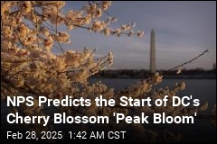 Here&#39;s When DC&#39;s Cherry Blossoms Will Hit Peak Bloom