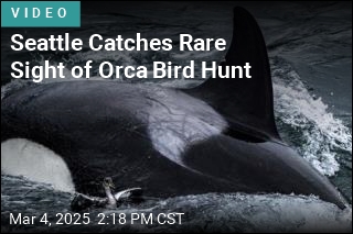 Seattle Catches Rare Sight of Orca Bird Hunt