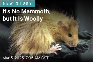 It's No Mammoth, but It Is Woolly