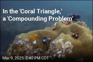 The World&#39;s &#39;Coral Triangle&#39; Is in Trouble