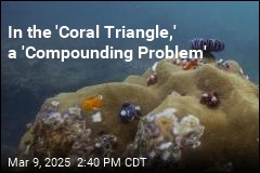 The World&#39;s &#39;Coral Triangle&#39; Is in Trouble