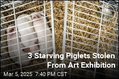 3 Starving Piglets Stolen From Art Exhibition