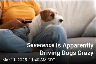 Severance Is Apparently Driving Dogs Crazy