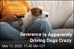 Severance Is Apparently Driving Dogs Crazy