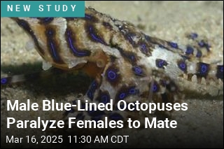 Male Blue-Lined Octopuses Use Venomous Mating Strategy