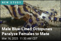 Male Blue-Lined Octopuses Use Venomous Mating Strategy