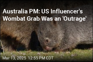 US Influencer Grabs Baby Wombat, Outrages Australians