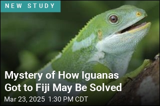 How&#39;d Iguanas Get to Fiji? Looks Like a Raft Made of Plants