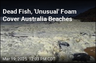 Dead Fish, &#39;Unusual&#39; Foam Cover Australia Beaches