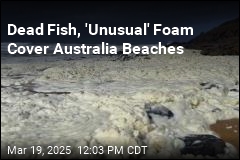 Dead Fish, &#39;Unusual&#39; Foam Cover Australia Beaches