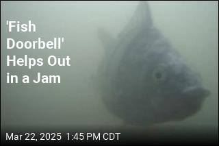 &#39;Fish Doorbell&#39; Helps Out in a Jam