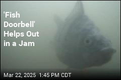 &#39;Fish Doorbell&#39; Helps Out in a Jam