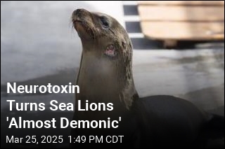 Neurotoxin Turns Sea Lions &#39;Almost Demonic&#39;