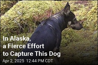 Rescued From LA Fires, Dog Is Now AWOL in Alaska