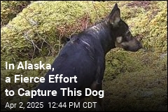 Rescued From LA Fires, Dog Is Now AWOL in Alaska