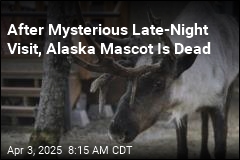 After Mysterious Late-Night Visit, Alaska Mascot Is Dead
