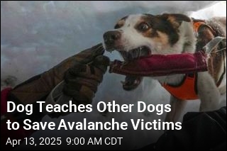 Dog Teaches Other Dogs to Save Avalanche Victims