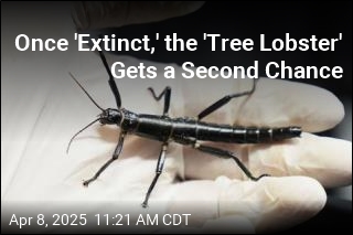 Once &#39;Extinct,&#39; the &#39;Tree Lobster&#39; Gets a Second Chance