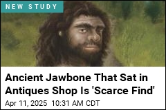 Scientists Stumble on Jawbone From Enigmatic Ancestors