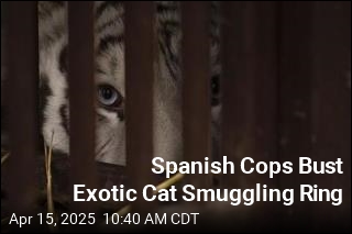 Spanish Cops Bust Exotic Cat Smuggling Ring