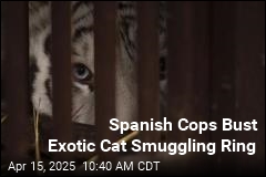 Spanish Cops Bust Exotic Cat Smuggling Ring