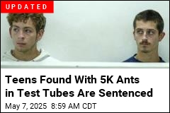 Teens Busted for Ant Smuggling. Yes, Ants